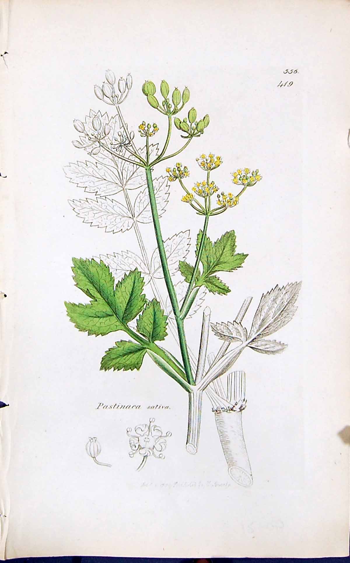 Antique Old Print Pastinacea Sativa Smith Sowerby 1847 British Plants Botany