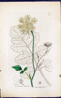 Antique Print Tordylium Officinale Smith Sowerby 1847 British Plants Botany