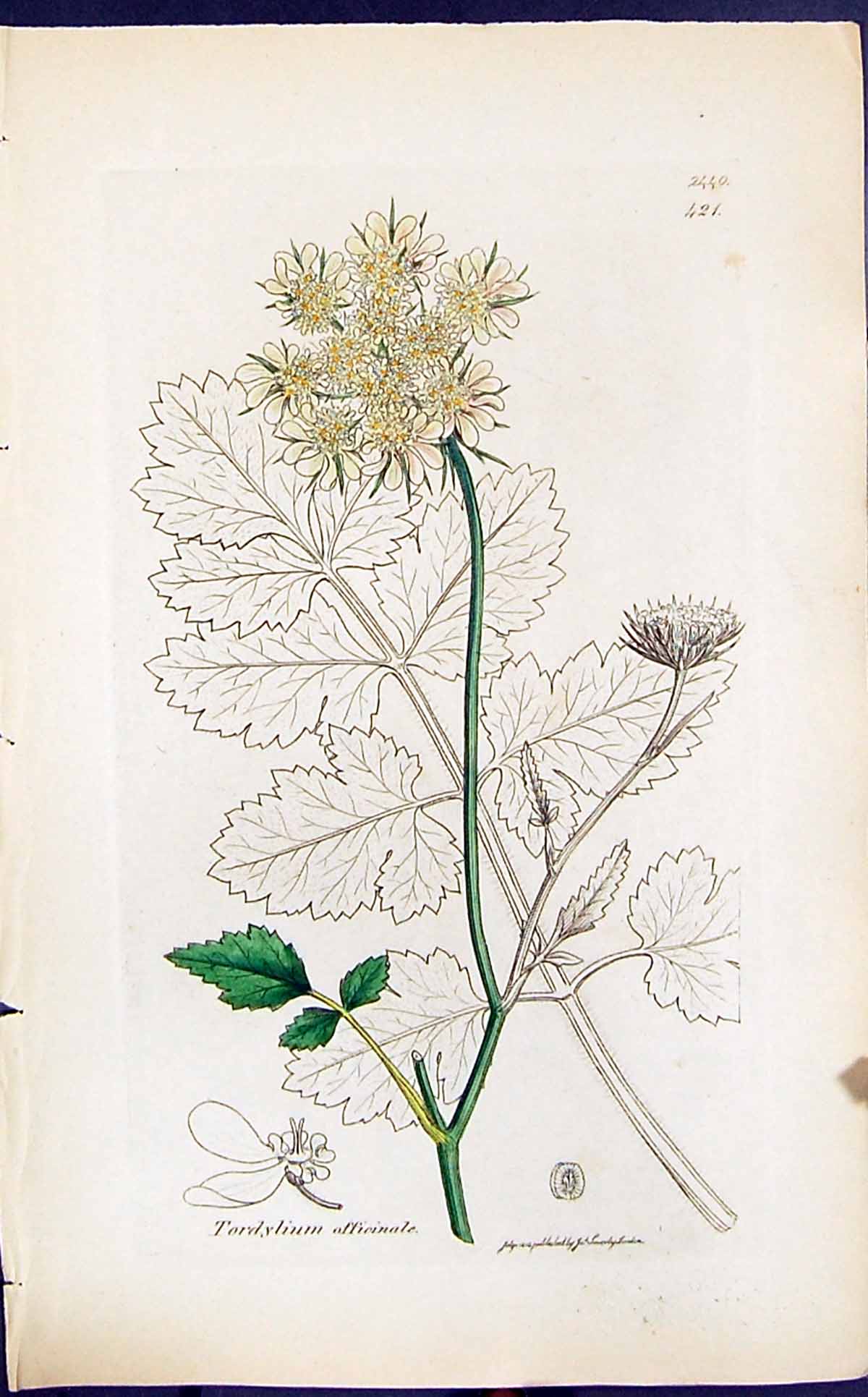 Antique Print Tordylium Officinale Smith Sowerby 1847 British Plants Botany