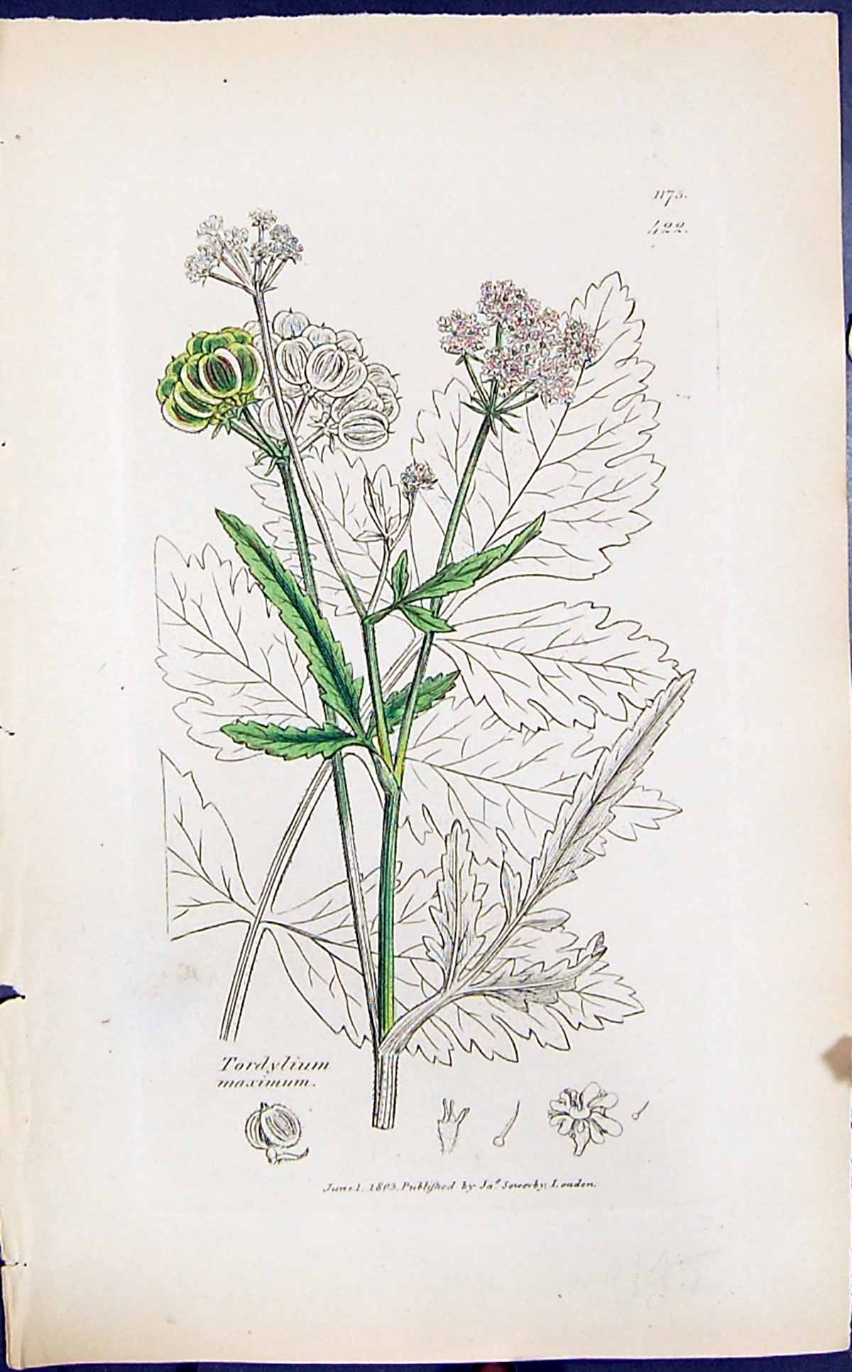 Antique Old Print Tordylium Maximum Smith Sowerby 1847 British Plants Botany