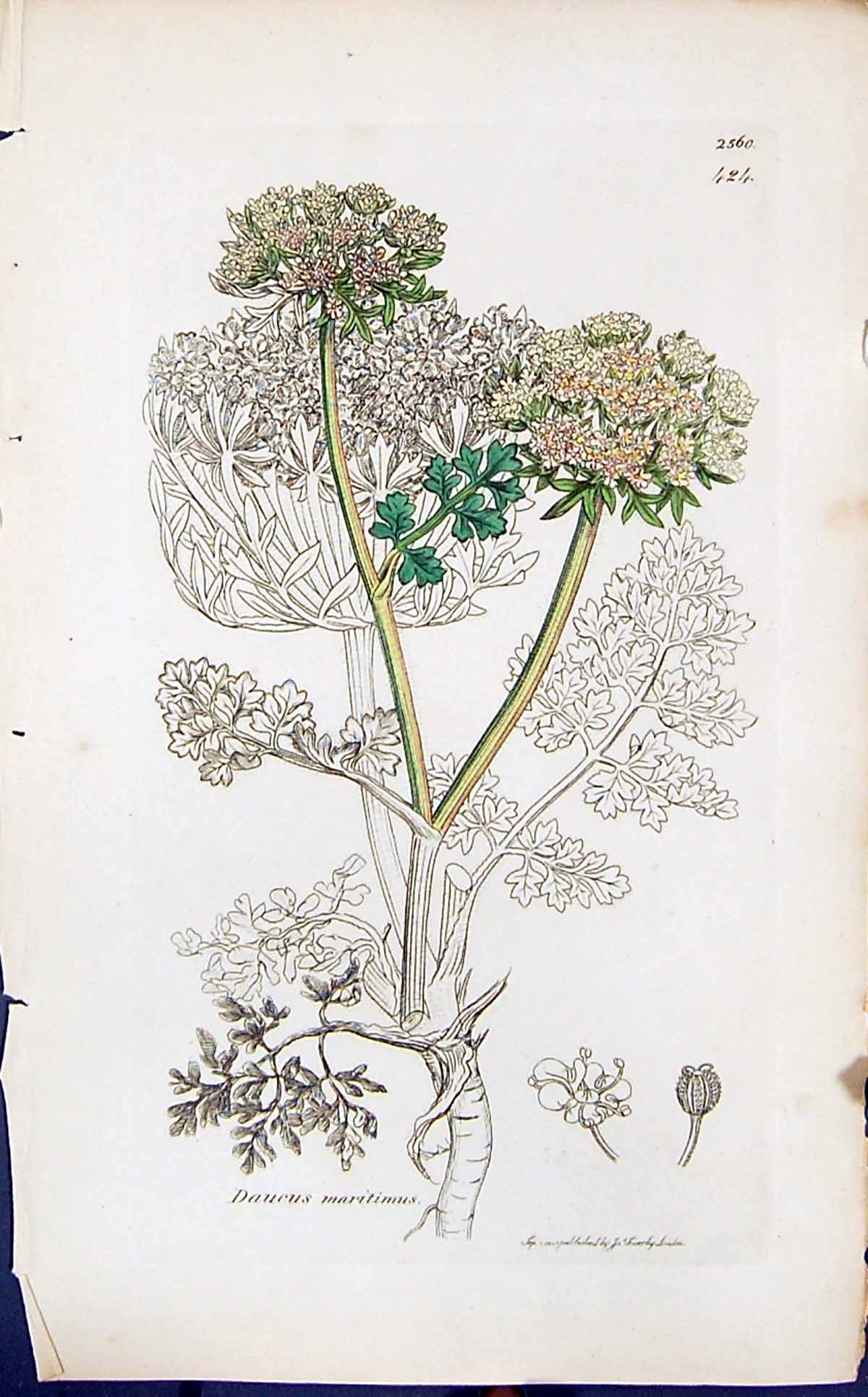 Antique Old Print Daucus Maritimus Smith Sowerby 1847 British Plants Botany