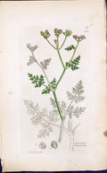 Antique Old Print Caucalis Daucoides Smith Sowerby 1847 British Plants Botany