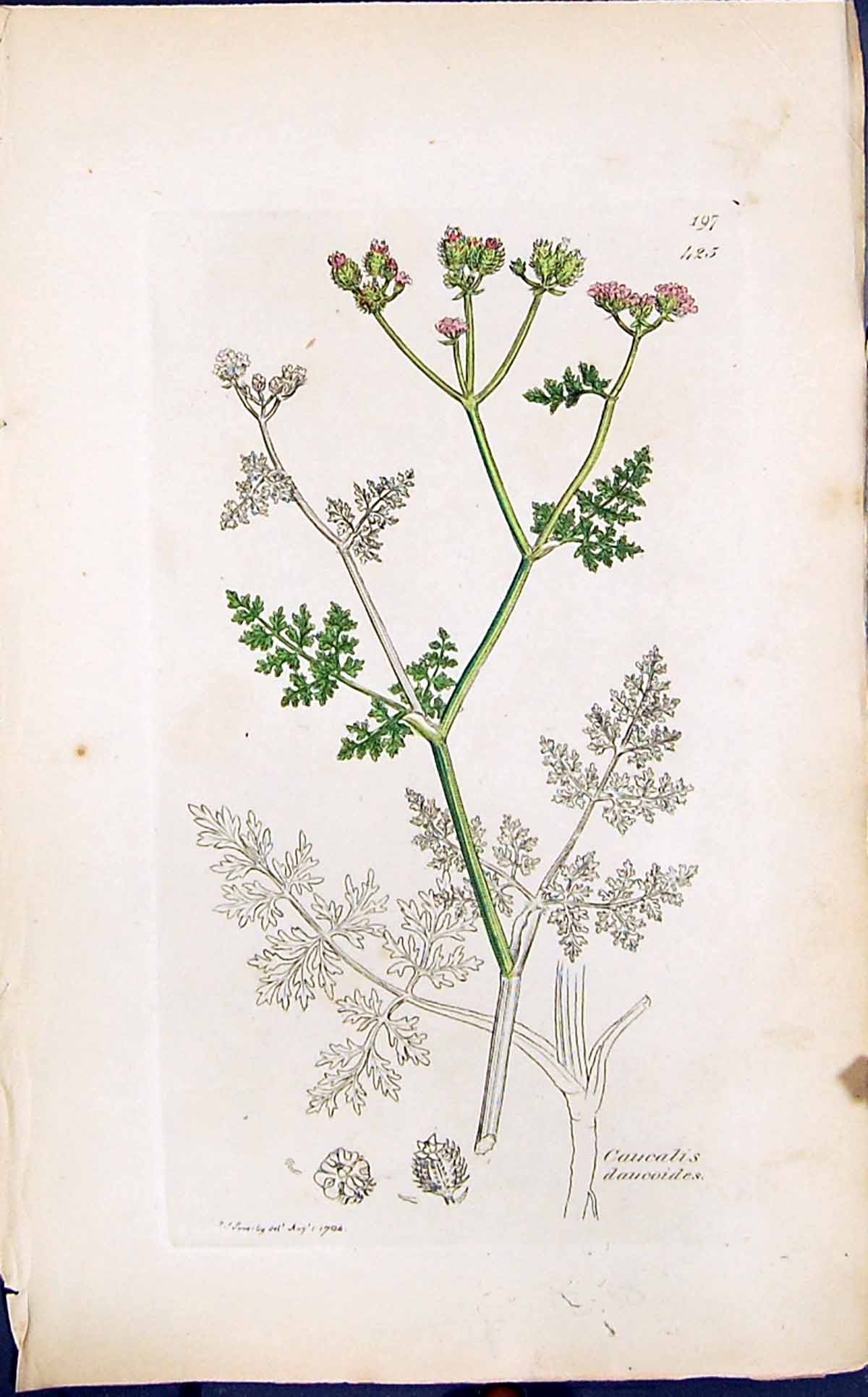 Antique Old Print Caucalis Daucoides Smith Sowerby 1847 British Plants Botany