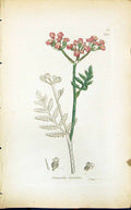 Antique Old Print Caucalis Latifolia Smith Sowerby 1847 British Plants Botany