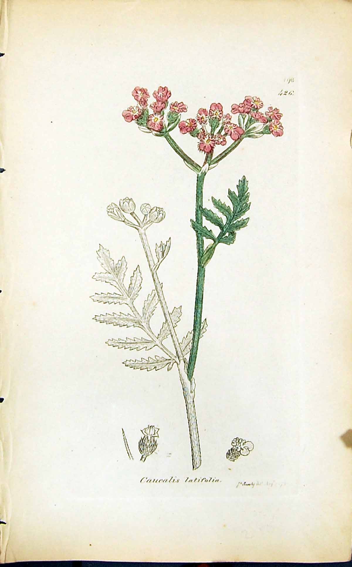 Antique Old Print Caucalis Latifolia Smith Sowerby 1847 British Plants Botany