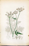 Antique Old Print Torilis Anthriseus Smith Sowerby 1847 British Plants Botany