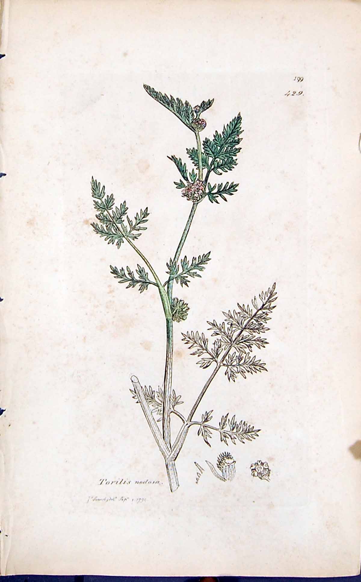 Old Print Torilis Nodosa Colour Smith Sowerby 1847 British Plants Botany 19th
