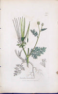 Old Print Scandix Pecten Veneris Smith Sowerby 1847 British Plants Botany 19th