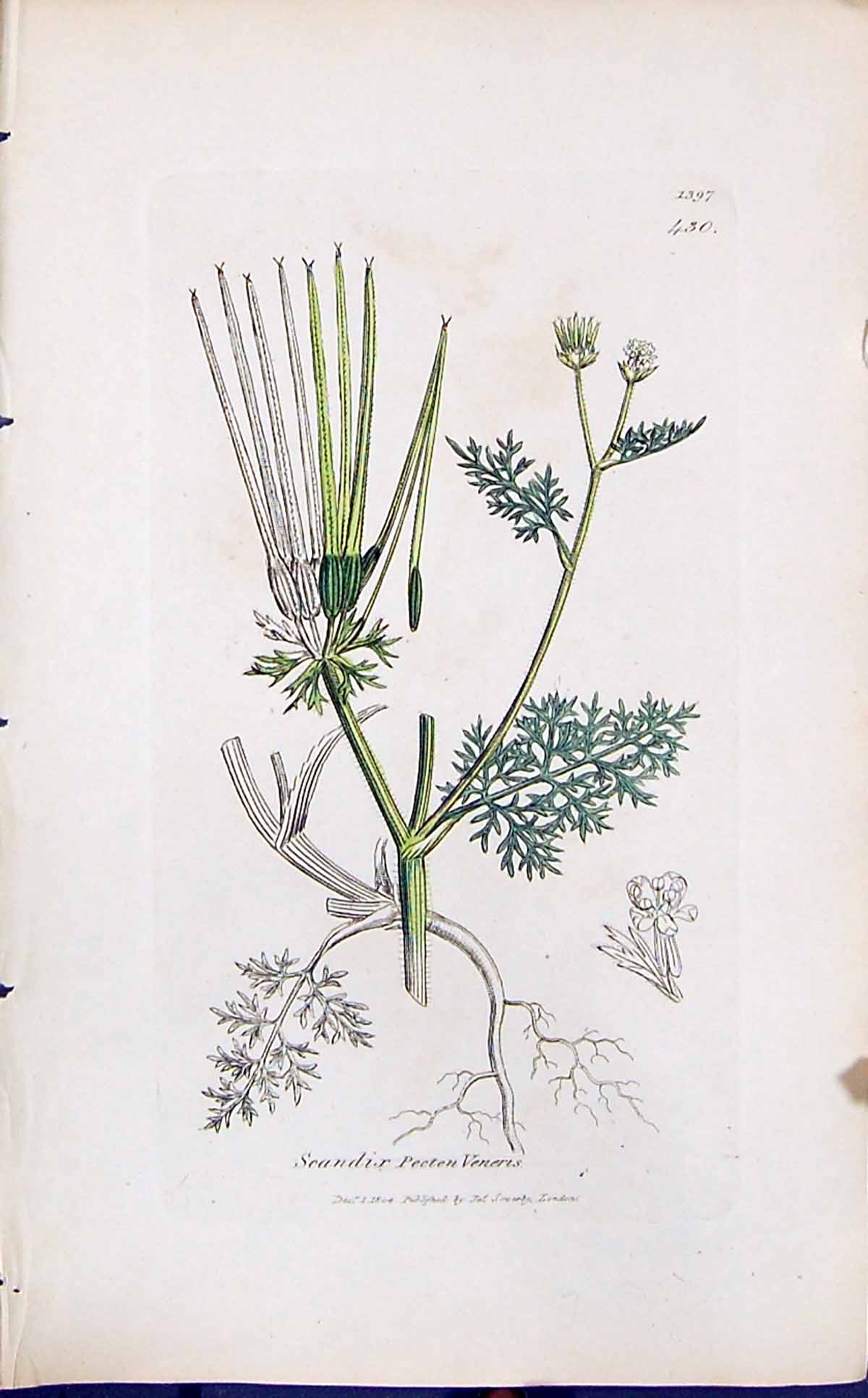Old Print Scandix Pecten Veneris Smith Sowerby 1847 British Plants Botany 19th