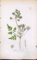 Old Print Anthriscus Cerefolium Smith Sowerby 1847 British Plants Botany 19th