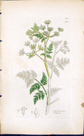 Antique Print Anthriscus Vulgaris Smith Sowerby 1847 British Plants Botany 19th