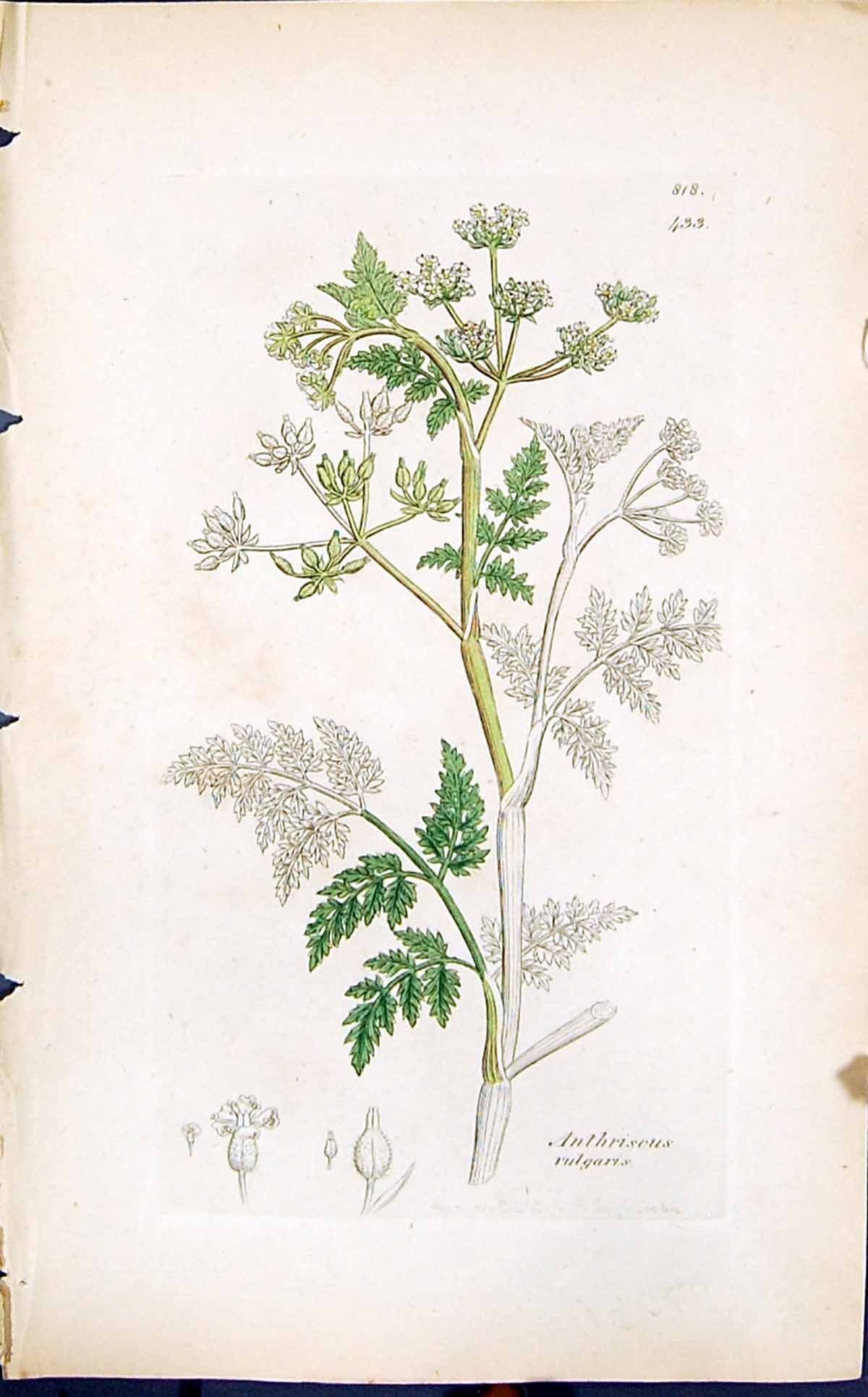 Antique Print Anthriscus Vulgaris Smith Sowerby 1847 British Plants Botany 19th