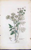 Old Choerophyllum Temulentum Smith Sowerby 1847 British Plants Botany Victorian