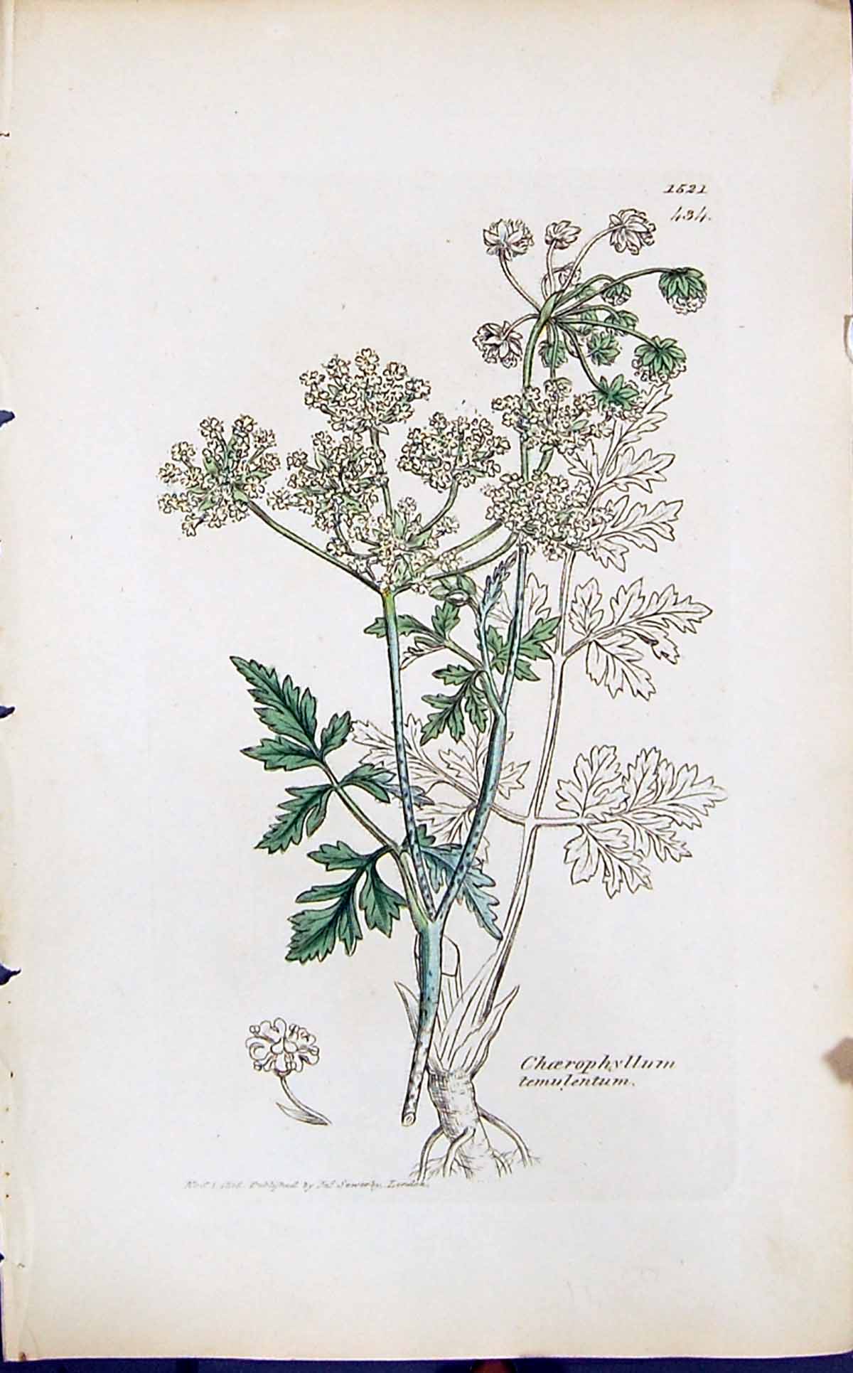Old Choerophyllum Temulentum Smith Sowerby 1847 British Plants Botany Victorian
