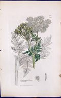 Antique Print Choerophyllum Aureum Smith Sowerby 1847 British Plants Botany