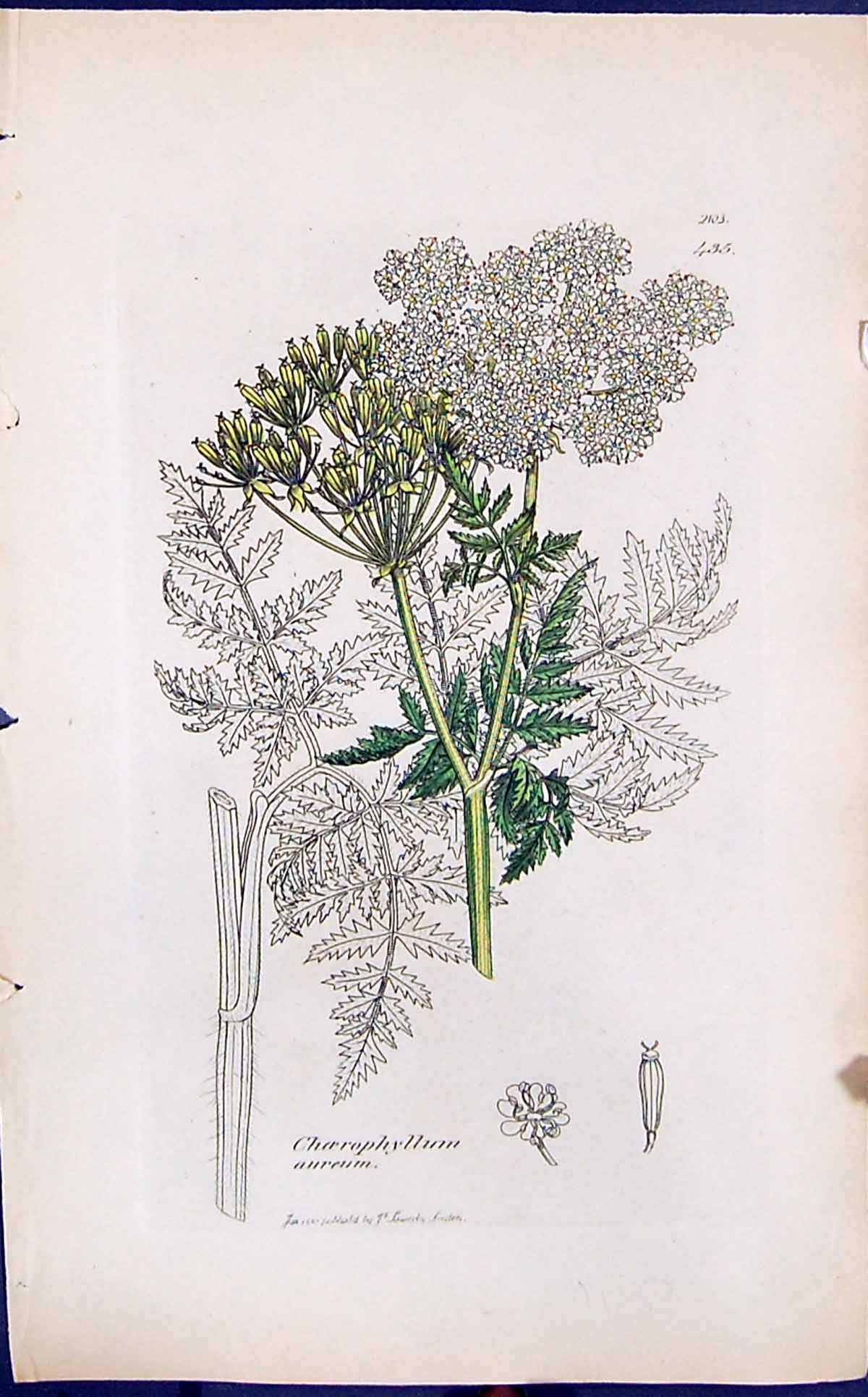 Antique Print Choerophyllum Aureum Smith Sowerby 1847 British Plants Botany