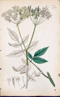 Old Green White Flower Smith Sowerby 1847 British Plants Botany Ref.2 Victorian