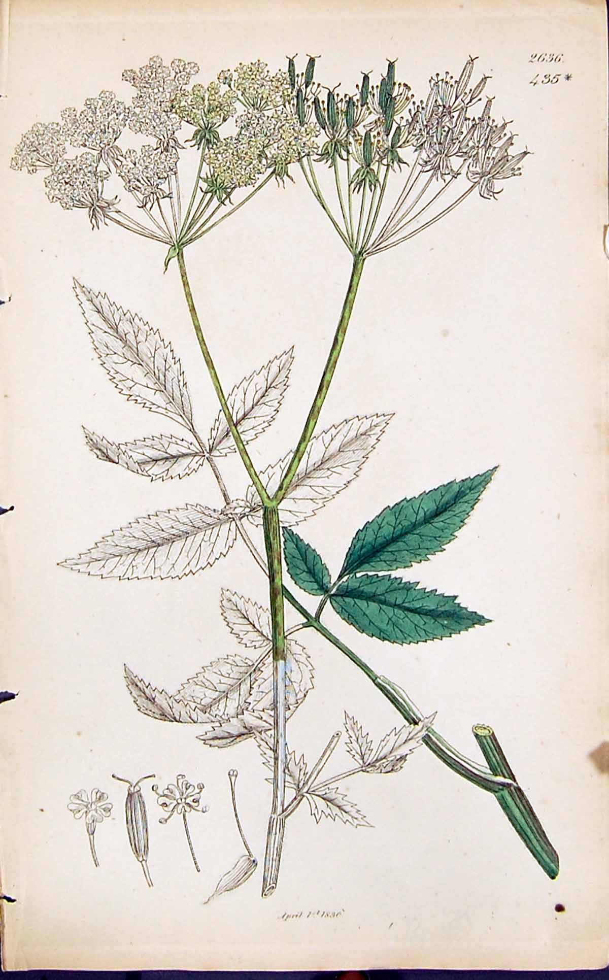 Old Green White Flower Smith Sowerby 1847 British Plants Botany Ref.2 Victorian