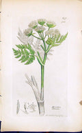 Old Print Myrrhis Odorata Colour Smith Sowerby 1847 British Plants Botany 19th