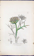 Antique Print Echinophora Spinosa Smith Sowerby 1847 British Plants Botany 19th