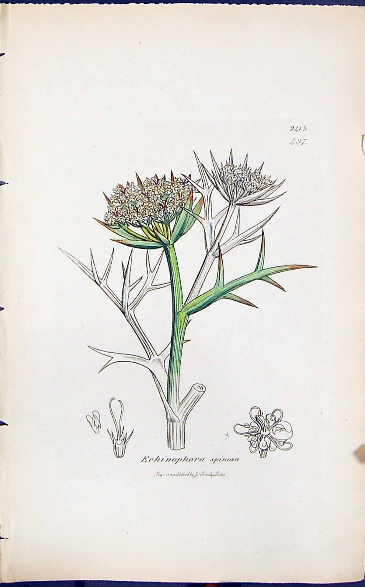 Antique Print Echinophora Spinosa Smith Sowerby 1847 British Plants Botany 19th