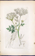 Antique Old Print Conium Maculatum Smith Sowerby 1847 British Plants Botany