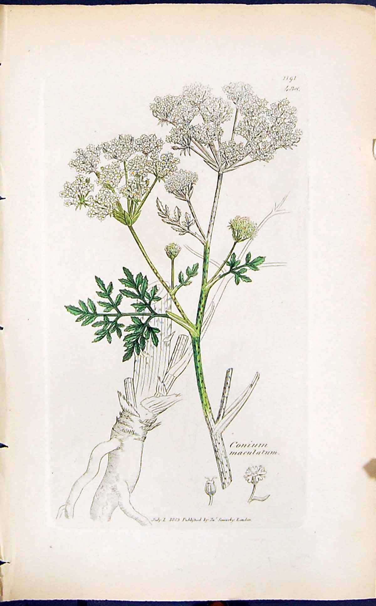 Antique Old Print Conium Maculatum Smith Sowerby 1847 British Plants Botany