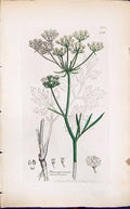 Old Physospermum Cornubiense Smith Sowerby 1847 British Plants Botany Victorian