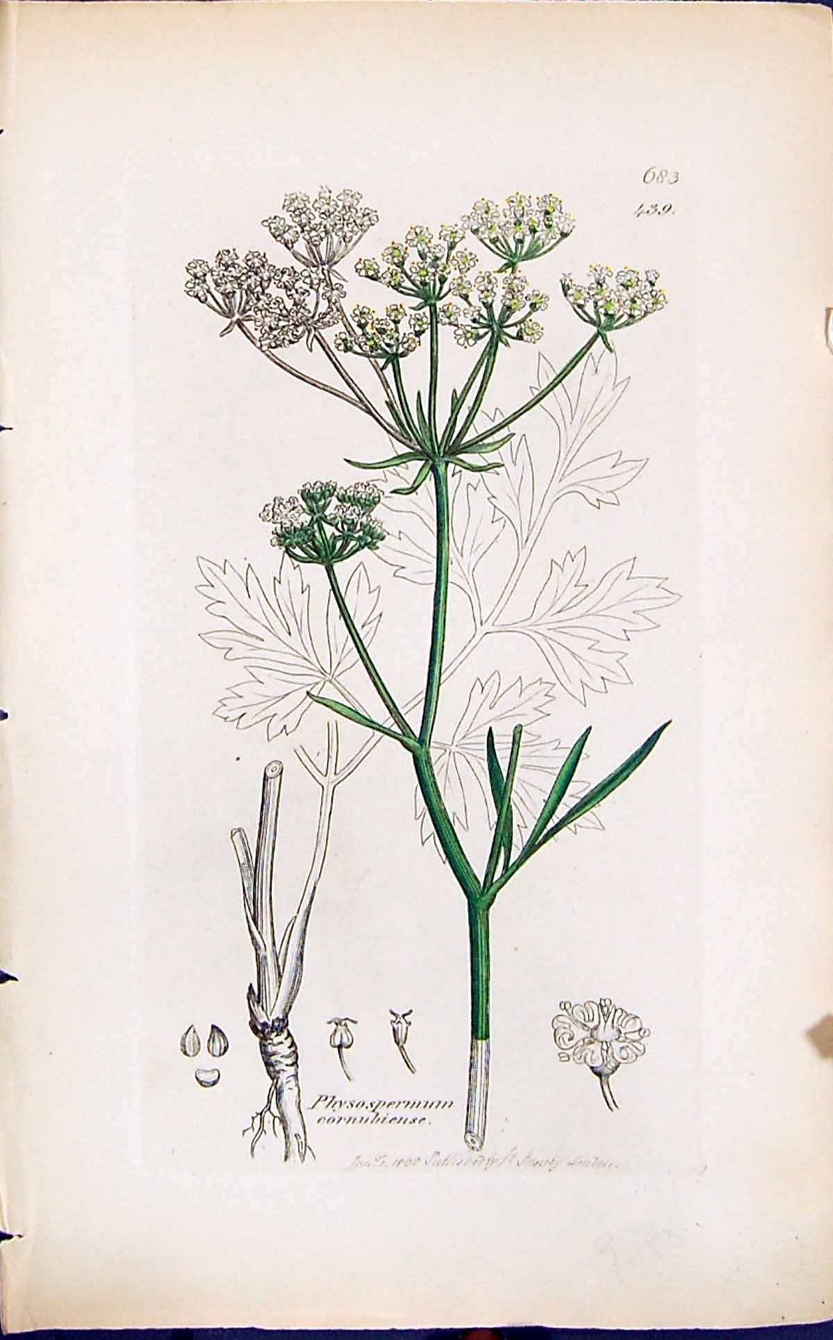 Old Physospermum Cornubiense Smith Sowerby 1847 British Plants Botany Victorian