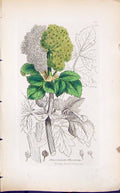 Antique Old Print Smyrnium Olusatrum Smith Sowerby 1847 British Plants Botany