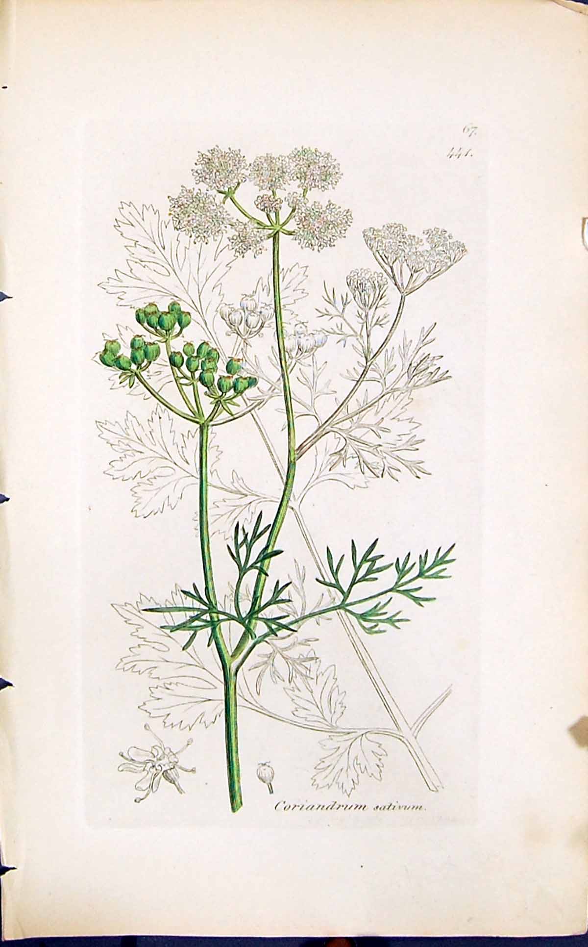 Antique Old Print Coriandrum Sativum Smith Sowerby 1847 British Plants Botany