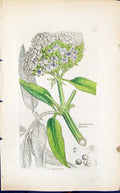 Old Print Sambucus Ebulus Colour Smith Sowerby 1847 British Plants Botany 19th