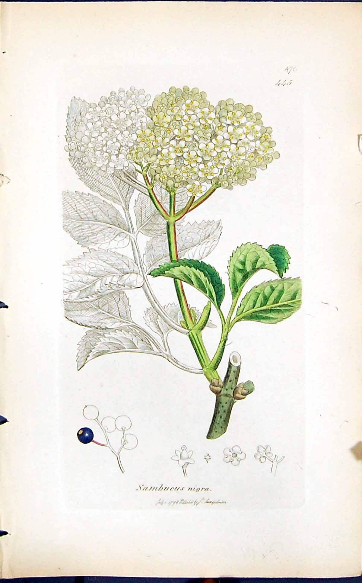 Old Print Sambucus Nigra Colour Smith Sowerby 1847 British Plants Botany 19th