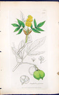 Antique Old Print Staphylea Pinnata Smith Sowerby 1847 British Plants Botany