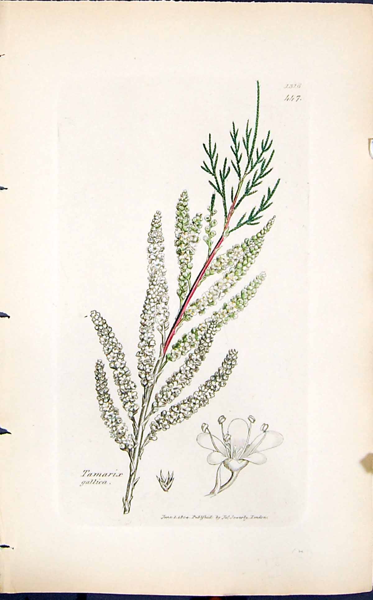 Old Print Tamarix Gallica Colour Smith Sowerby 1847 British Plants Botany 19th