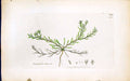 Old Print Corrigiola Littoratis Smith Sowerby 1847 British Plants Botany 19th