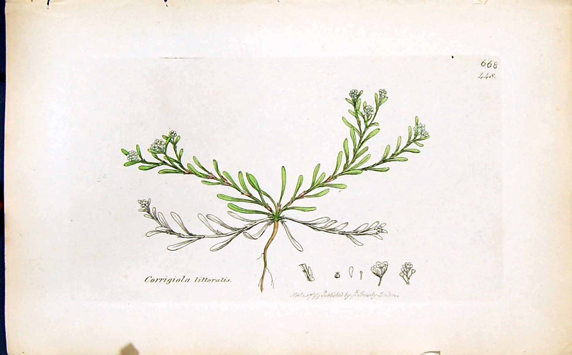 Old Print Corrigiola Littoratis Smith Sowerby 1847 British Plants Botany 19th