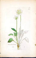 Antique Print Parnafsia Palustris Smith Sowerby 1847 British Plants Botany 19th