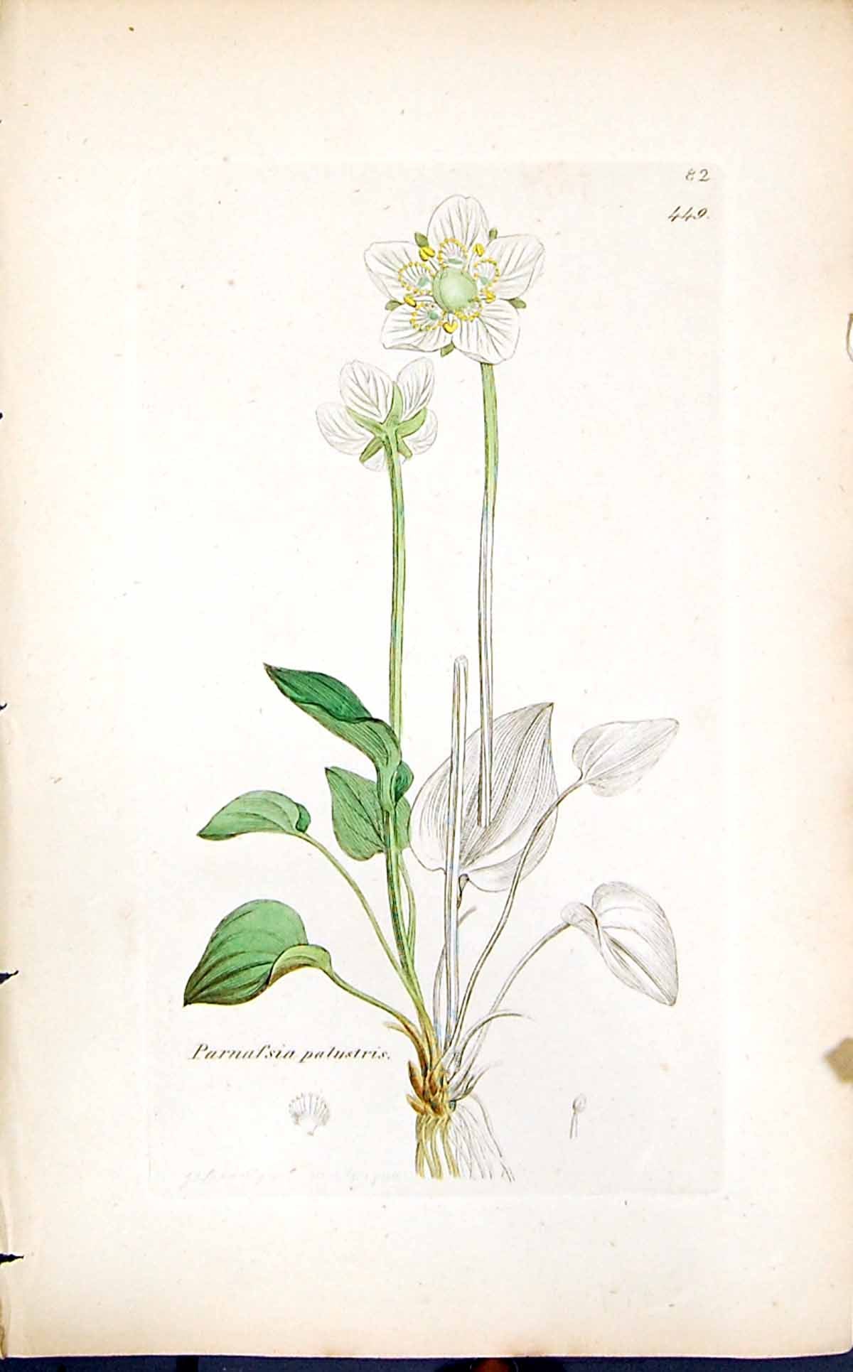 Antique Print Parnafsia Palustris Smith Sowerby 1847 British Plants Botany 19th