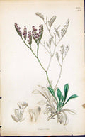 Antique Print Green Purple Flowers Smith Sowerby 1847 British Plants Botany