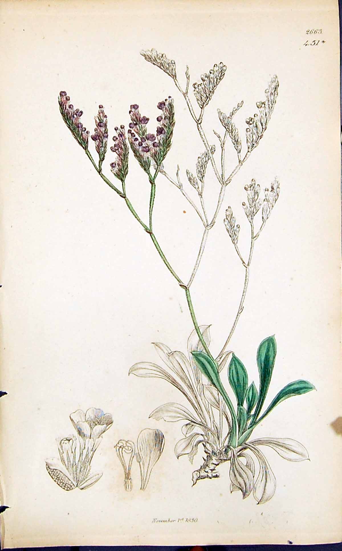 Antique Print Green Purple Flowers Smith Sowerby 1847 British Plants Botany