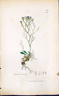 Antique Old Print Statice Retieulata Smith Sowerby 1847 British Plants Botany