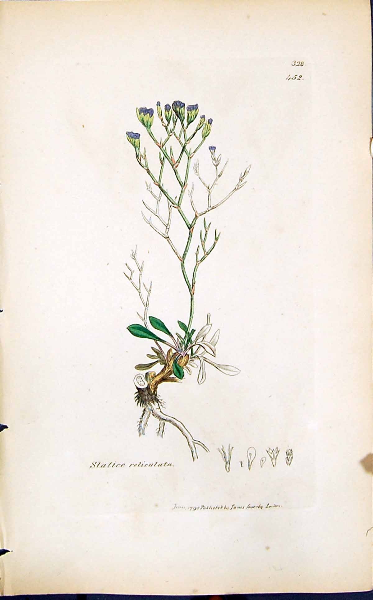 Antique Old Print Statice Retieulata Smith Sowerby 1847 British Plants Botany