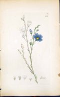 Antique Print Linum Perenne Colour Smith Sowerby 1847 British Plants Botany