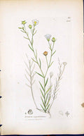 Antique Print Linum Angustifolium Smith Sowerby 1847 British Plants Botany 19th