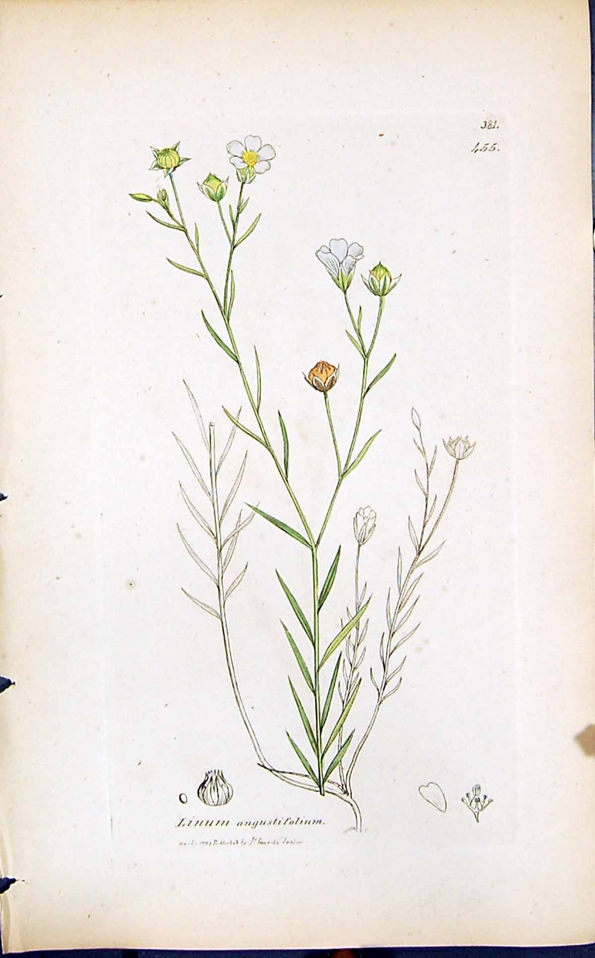 Antique Print Linum Angustifolium Smith Sowerby 1847 British Plants Botany 19th