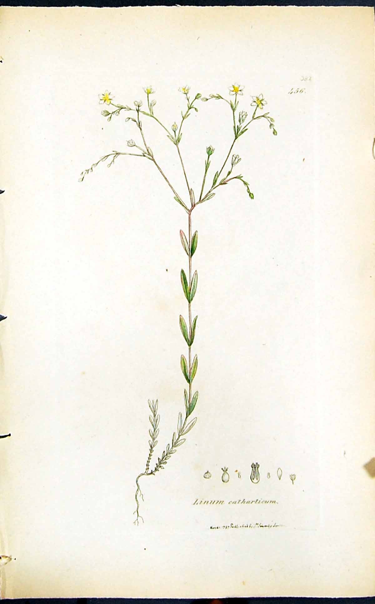 Antique Old Print Linum Catharticum Smith Sowerby 1847 British Plants Botany