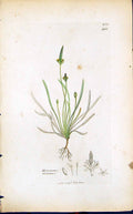 Antique Old Print Myosurus Minimus Smith Sowerby 1847 British Plants Botany