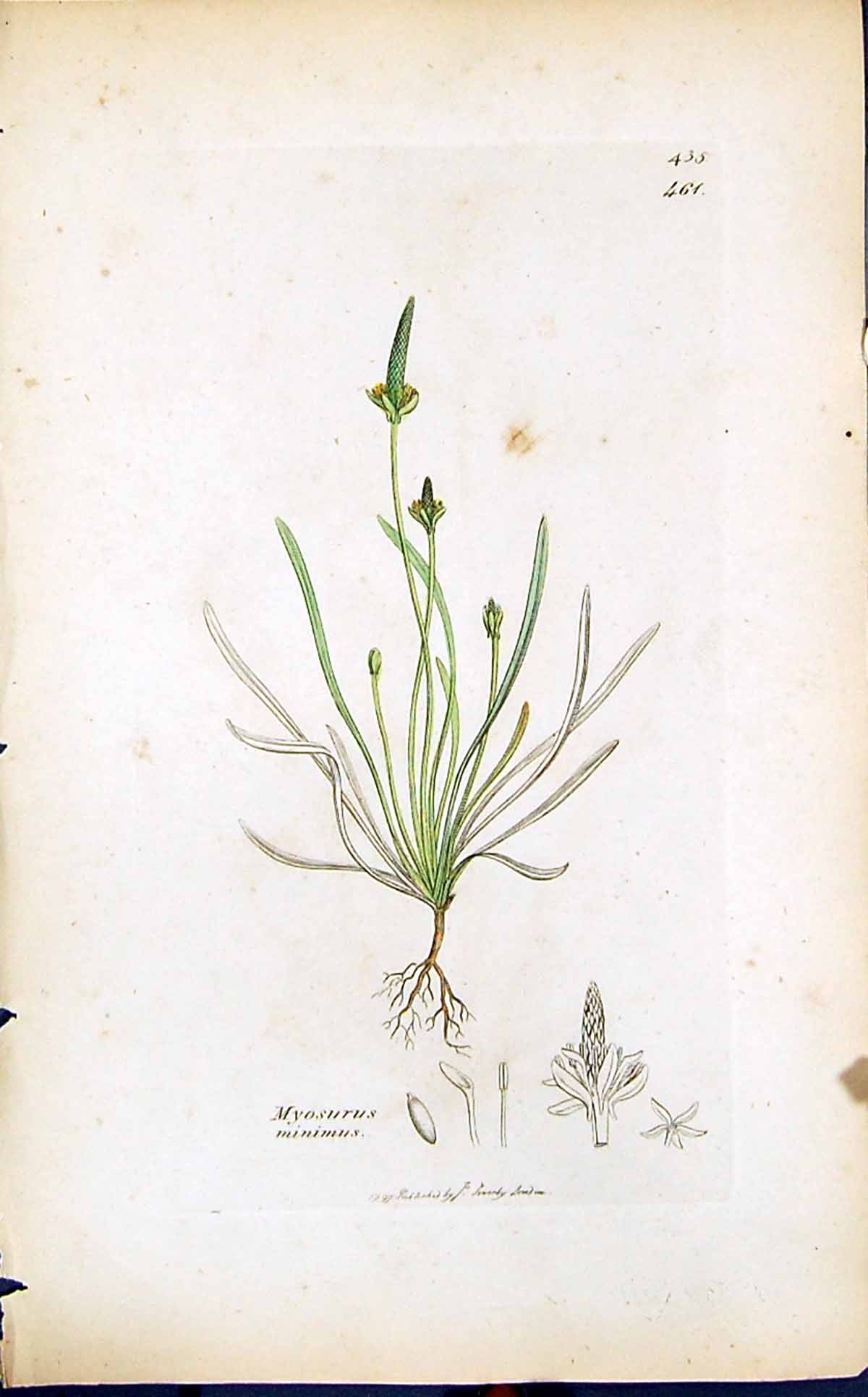 Antique Old Print Myosurus Minimus Smith Sowerby 1847 British Plants Botany