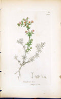 Antique Old Print Frankenia Loevis Smith Sowerby 1847 British Plants Botany